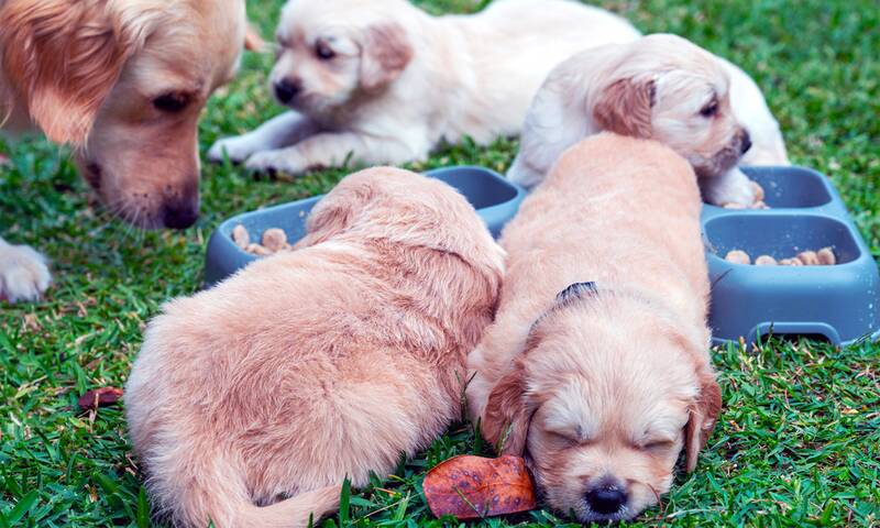 Chiens et chats Les précautions à prendre lors de l’achat chez un éleveur