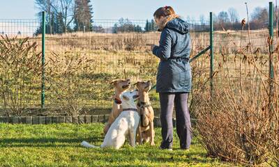 Chiens et chats Où acheter son animal