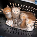 Dons d’animaux •
Les fraudes se multiplient