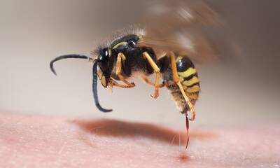 Moustiques, tiques, guêpes… Que faire en cas de piqûre
