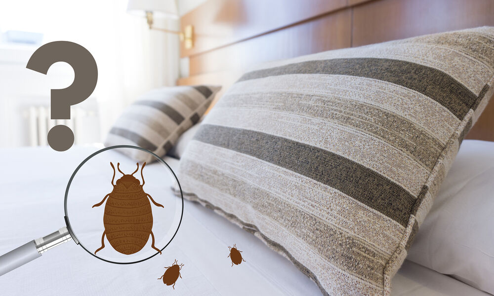 Astuces anti punaises de lit : comment s'en débarrasser ?