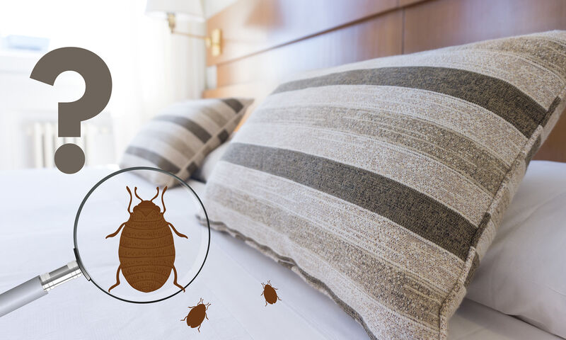 Taches, piqûres : comment détecter la présence de punaises de lit chez vous  ? - France Bleu