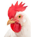 Un poulet mondialisé