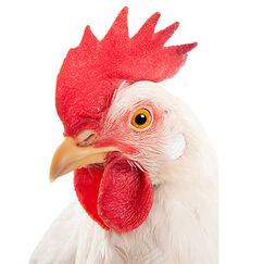 Alimentation Un poulet mondialisé