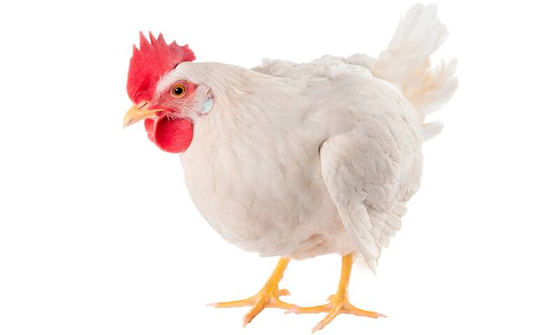 Alimentation Un poulet mondialisé