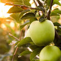 Une pomme AOP et quelques pépins