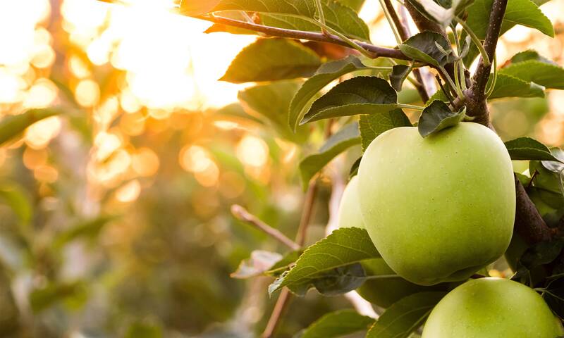 Alimentation - Une pomme AOP et quelques pépins
