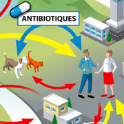 Antibiorésistance Un phénomène global