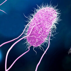 Bactéries Des alliées contre le cancer ?