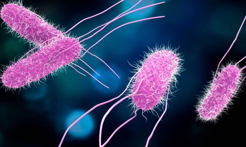 Bactéries Des alliées contre le cancer&nbsp;?