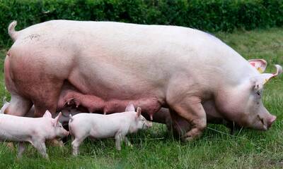 Bien-être animal Le consommateur détient la clé