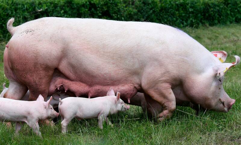 Bien-être animal Le consommateur détient la clé