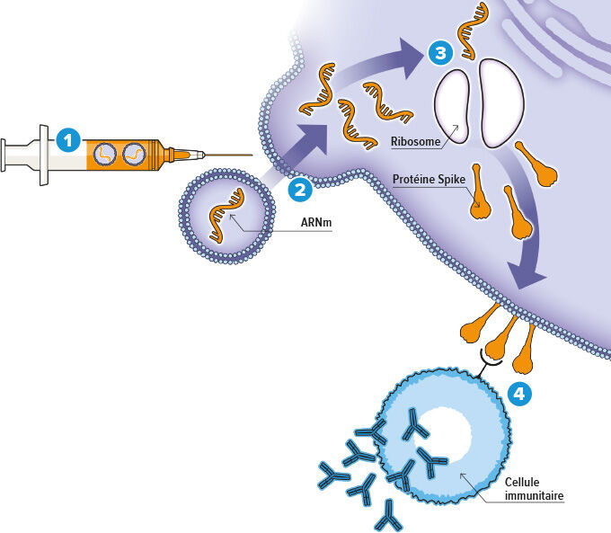 Infographie - Vaccin ARN