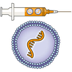 Covid-19 Comment marchent les vaccins à ARN ?