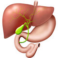 Digestion •
À quoi sert la vésicule biliaire