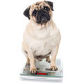 Obésité des chiens •
Étiquetage insuffisant sur les paquets de croquettes