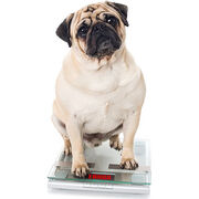 Obésité des chiens Étiquetage insuffisant sur les paquets de croquettes