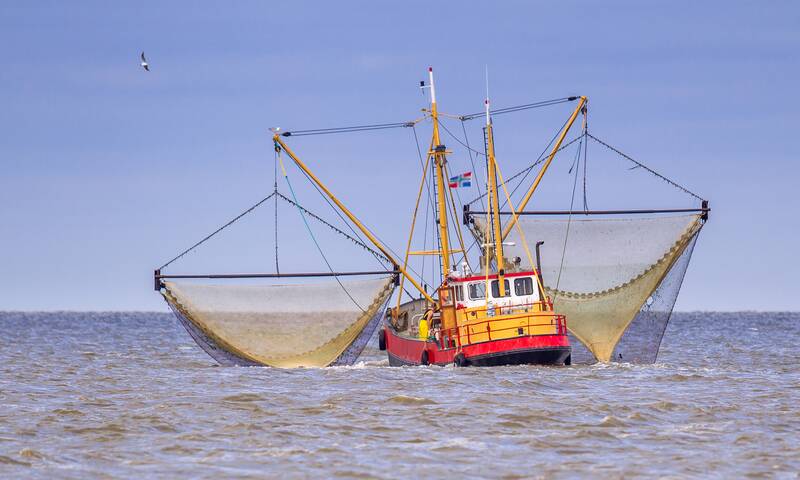 Pêche durable - Manger des poissons en bonne conscience