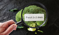 Pesticides Les résidus les plus fréquemment détectés dans notre alimentation