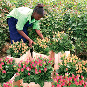 Roses équitables Un marché en éclosion