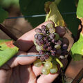Les vignobles en danger en raison du changement climatique