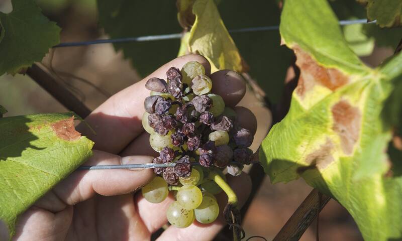 Vins - Les vignobles en danger en raison du changement climatique