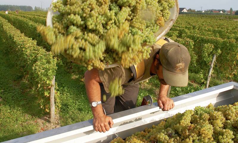 Vins nature Une charte qui mûrit