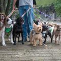 Animaux de compagnie •
Des solutions de garde pas si bêtes...