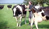 Beurre et crème Un étiquetage facultatif de l’origine du lait