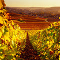 Peur sur la vigne