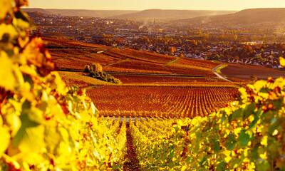 Champagnes Peur sur la vigne