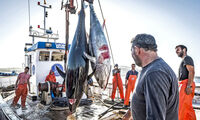 Contaminants Des poissons au mercure