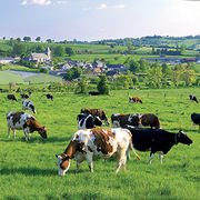 Crise agricole Les modes d’élevage qui résistent