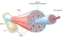 Fascia - Une enveloppe aux propriétés fascinantes