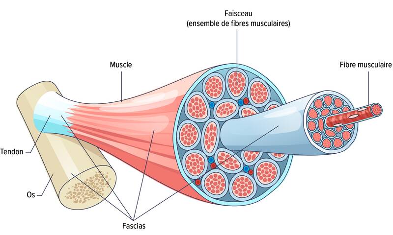 Fascia - Une enveloppe aux propriétés fascinantes