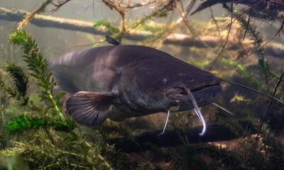 Fleuves et rivières Le silure, témoin de la pollution