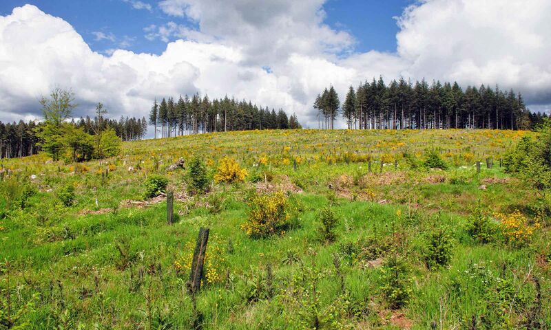 Forêts françaises Il faut revoir le mode d’exploitation