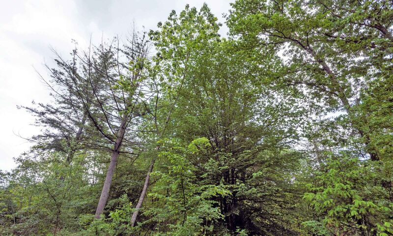 Forêts françaises La santé des arbres se dégrade