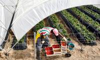 Fruits et légumes  Faut-il boycotter l’Espagne ?