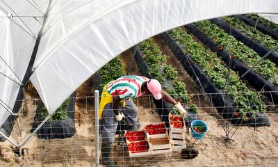Fruits et légumes  Faut-il boycotter l’Espagne ?