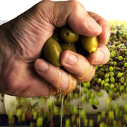 Huile d’olive Des fraudes plus que juteuses