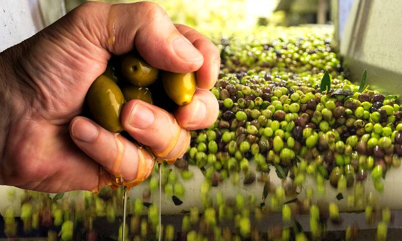 Huile d’olive - Des fraudes plus que juteuses