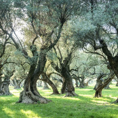 Huile d’olive La production française à la peine