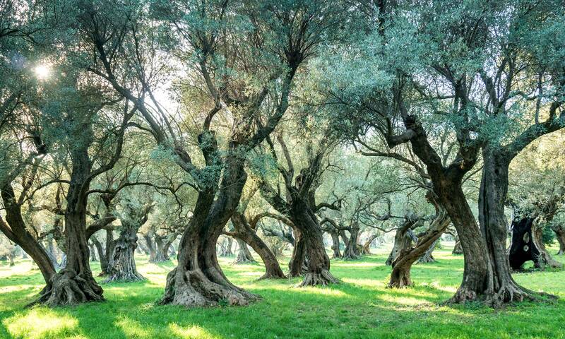 Huile d’olive - La production française à la peine