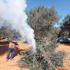 Huiles d’olive des marchés provençaux Encore trop d’arnaques