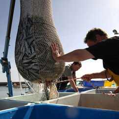 Pêche durable Mieux pêcher et mieux acheter pour sauver l'océan