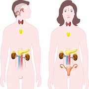 Perturbateurs endocriniens Notre santé en danger
