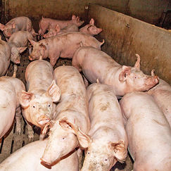 Peste porcine Grosse fièvre au rayon jambon