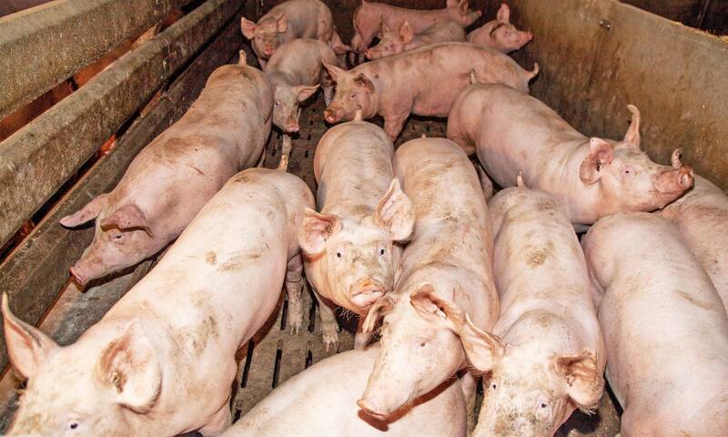 Peste porcine Grosse fièvre au rayon jambon