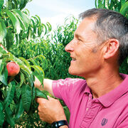 Pesticides dans les fruits Les difficultés du passage au bio